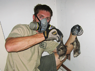 Albany raccoon trapping